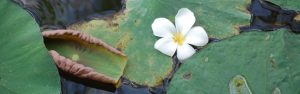 Flower Image