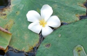 White flower on lily pads on water